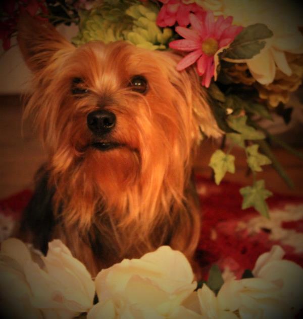 /Images/uploads/Humane Rescue Alliance/HRACalendarPhotoContest/entries/9207thumb.jpg